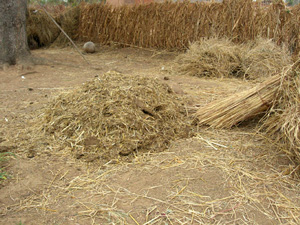 Compost